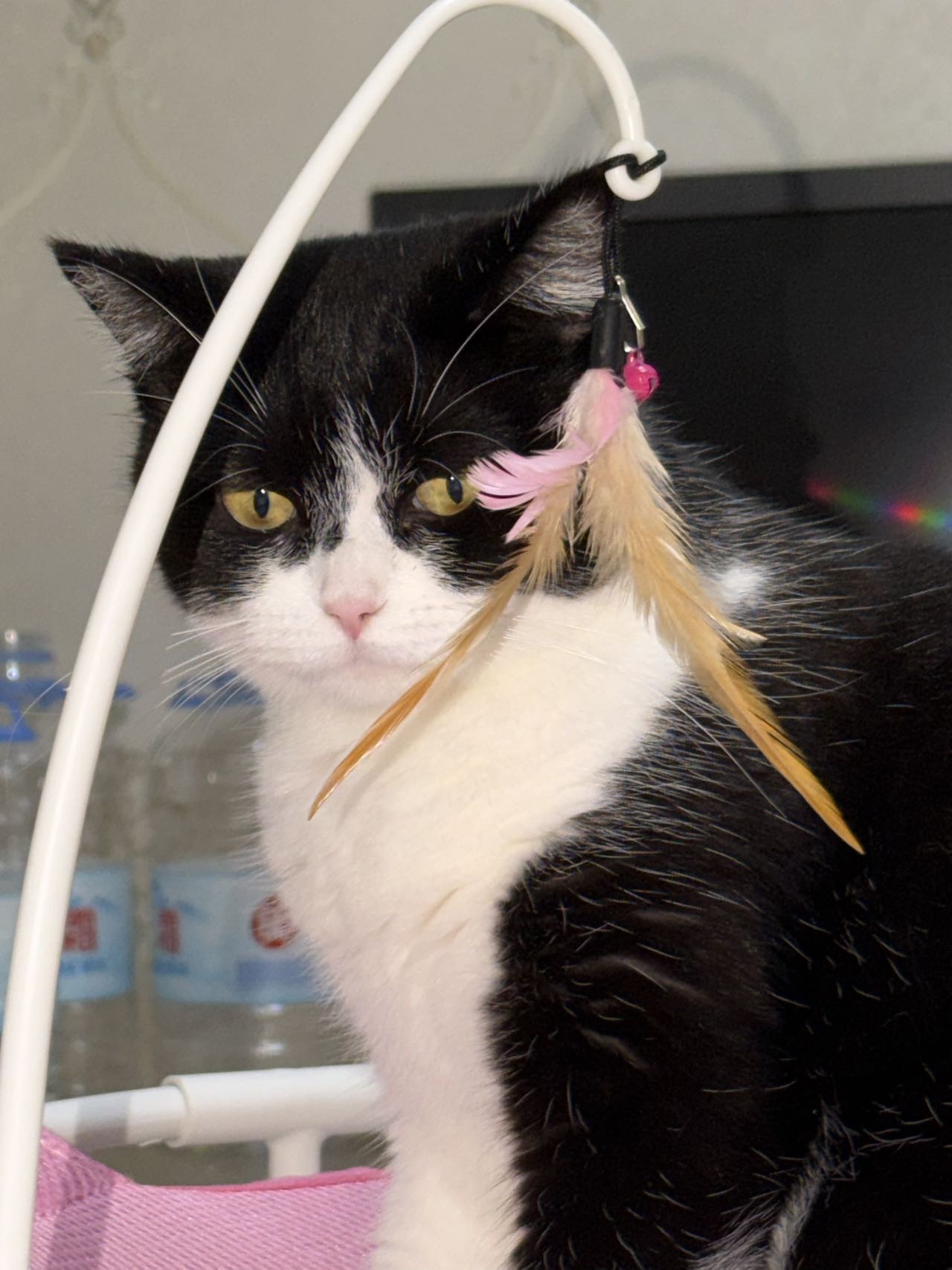猫猫萌宠档案