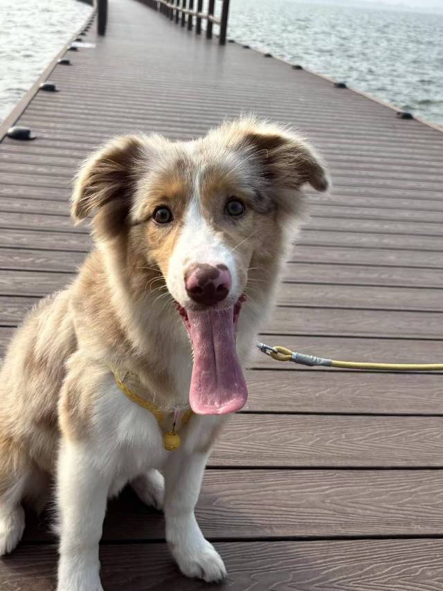 狗狗边境牧羊犬