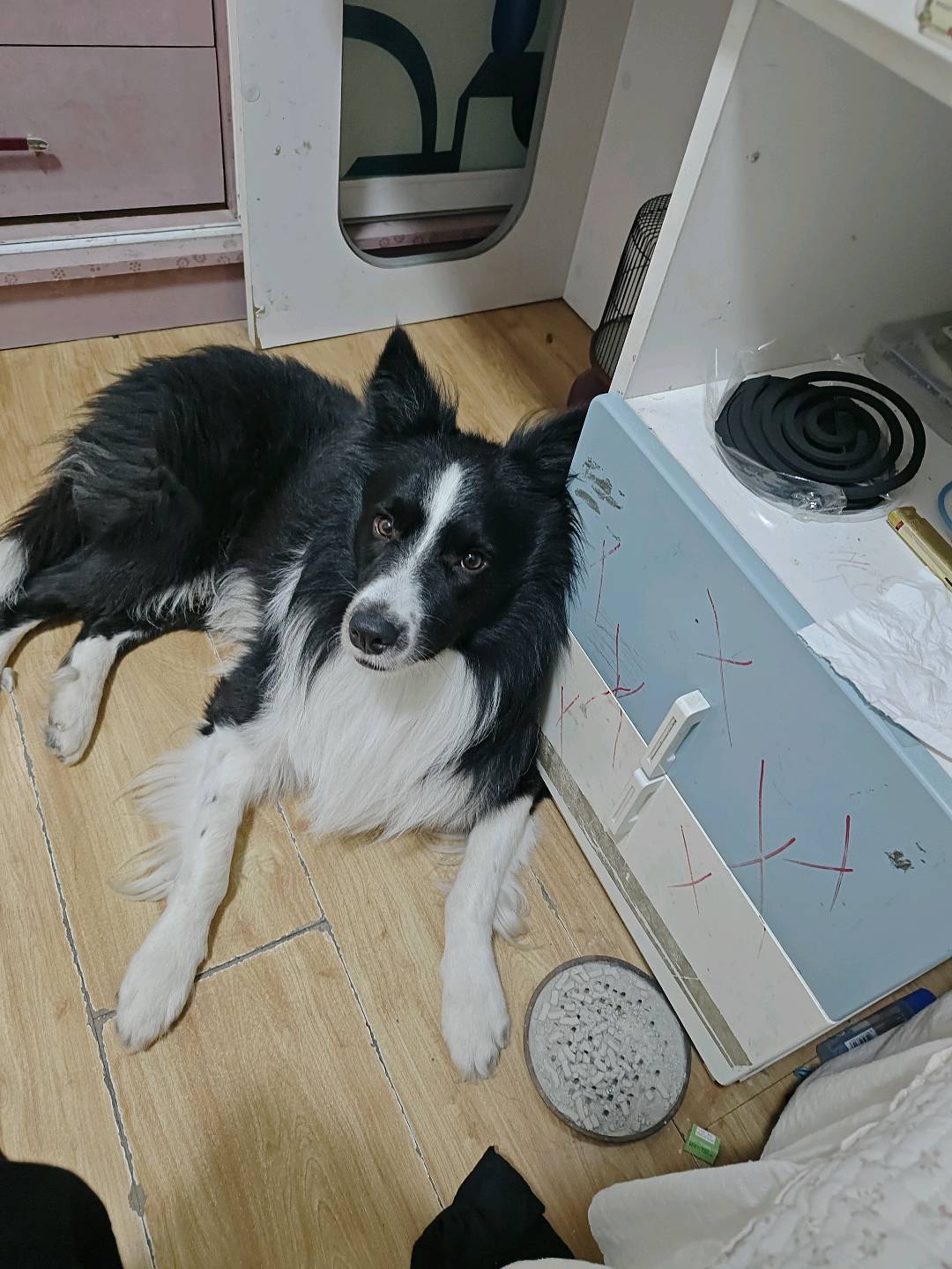 狗狗萌宠档案