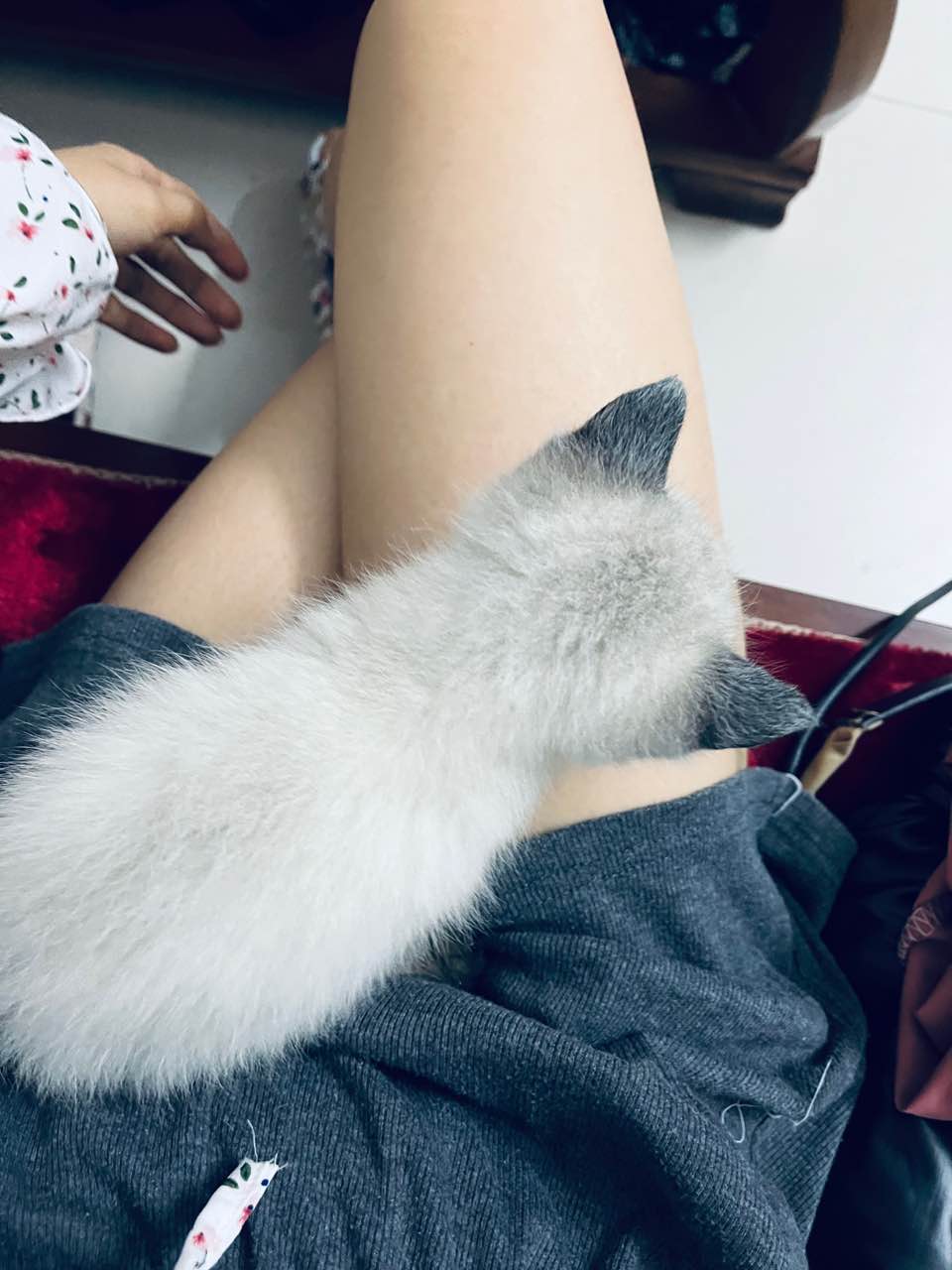 一个月大的暹罗
**00自取**00送货