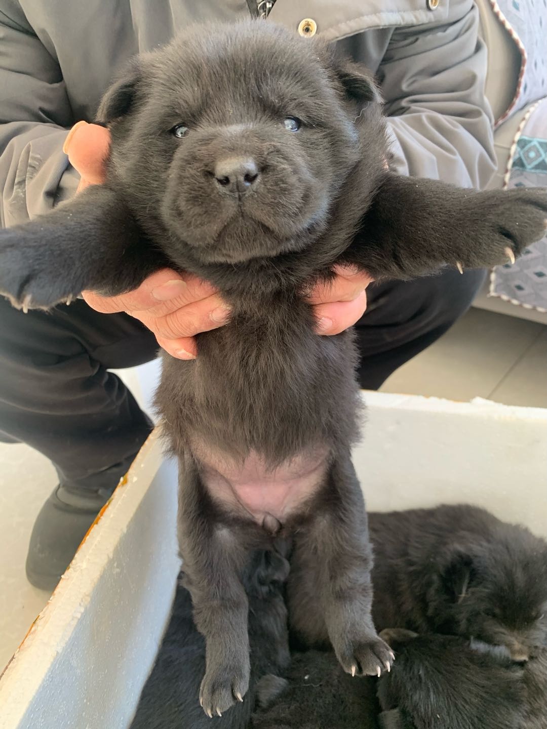 狗狗中华田园犬