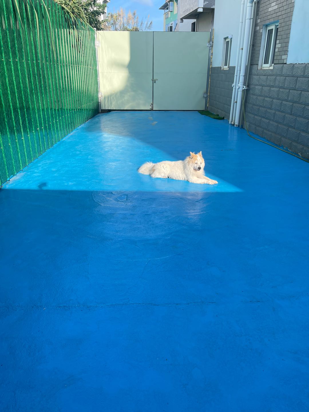 #家庭式一对一宠物寄养
#犬行为咨询&训练
#精选优质实用宠物用品