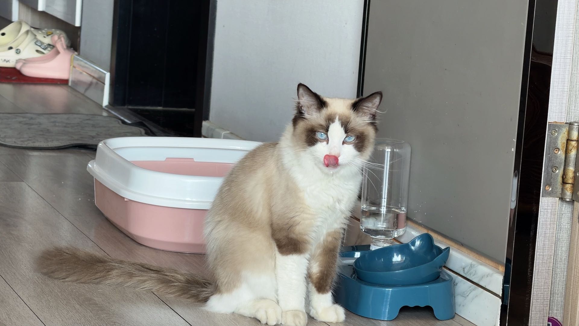 猫猫布偶猫