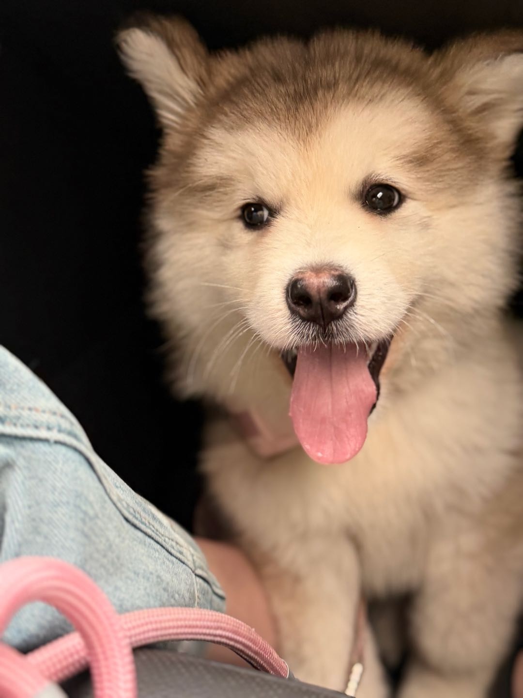 狗狗萌宠档案