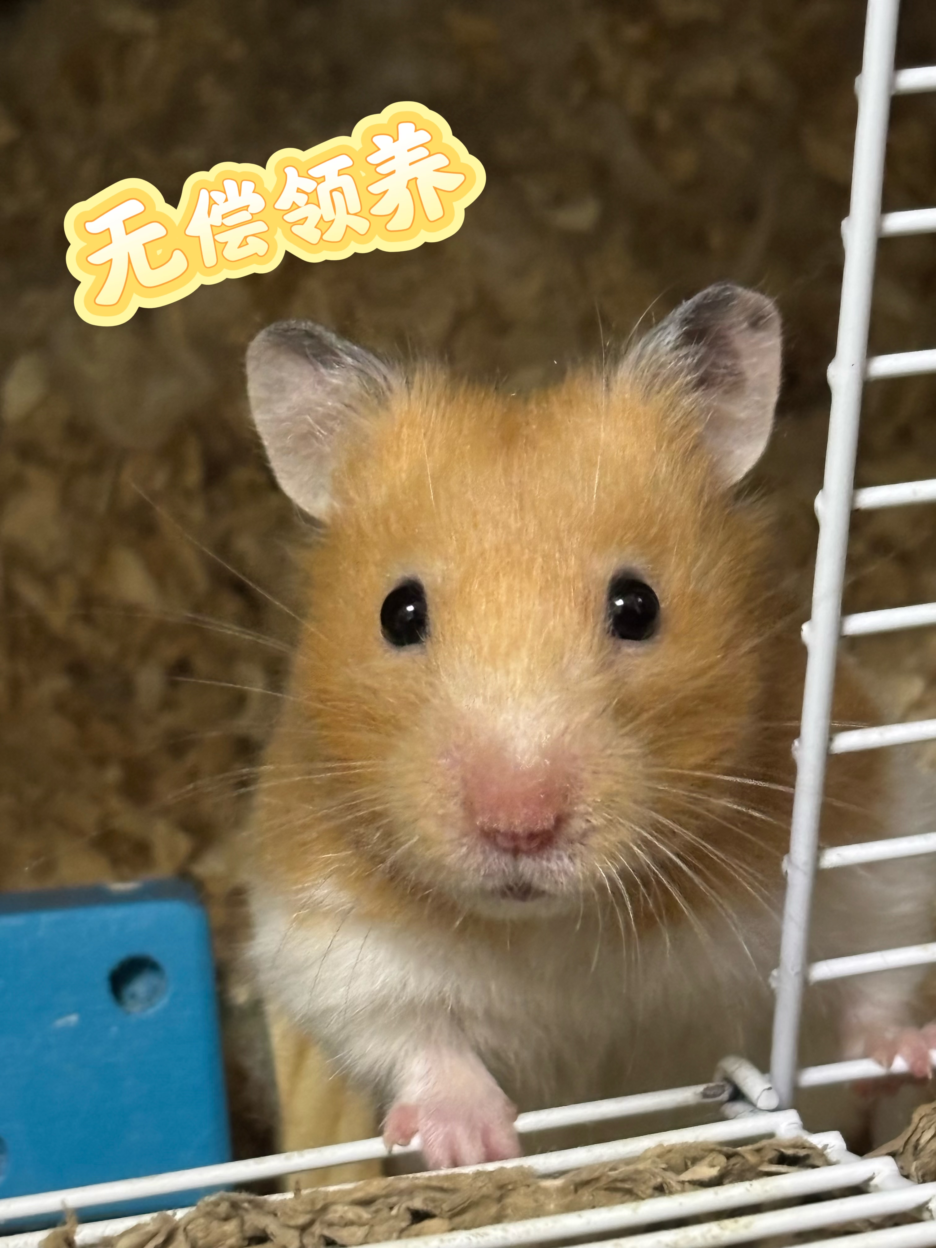 鼠鼠是从小养到大的，很健康，只生过囗一窝小鼠，现在因为一些家庭原因，无法照顾好它，鼠鼠性格亲人，很乖，希望遇到有缘人，真…