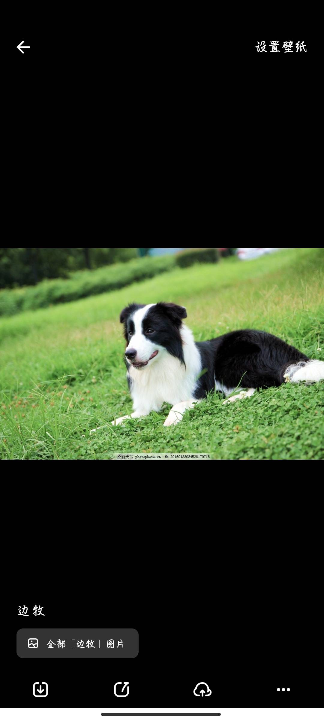 附近有没有正规的犬舍，想养个边牧