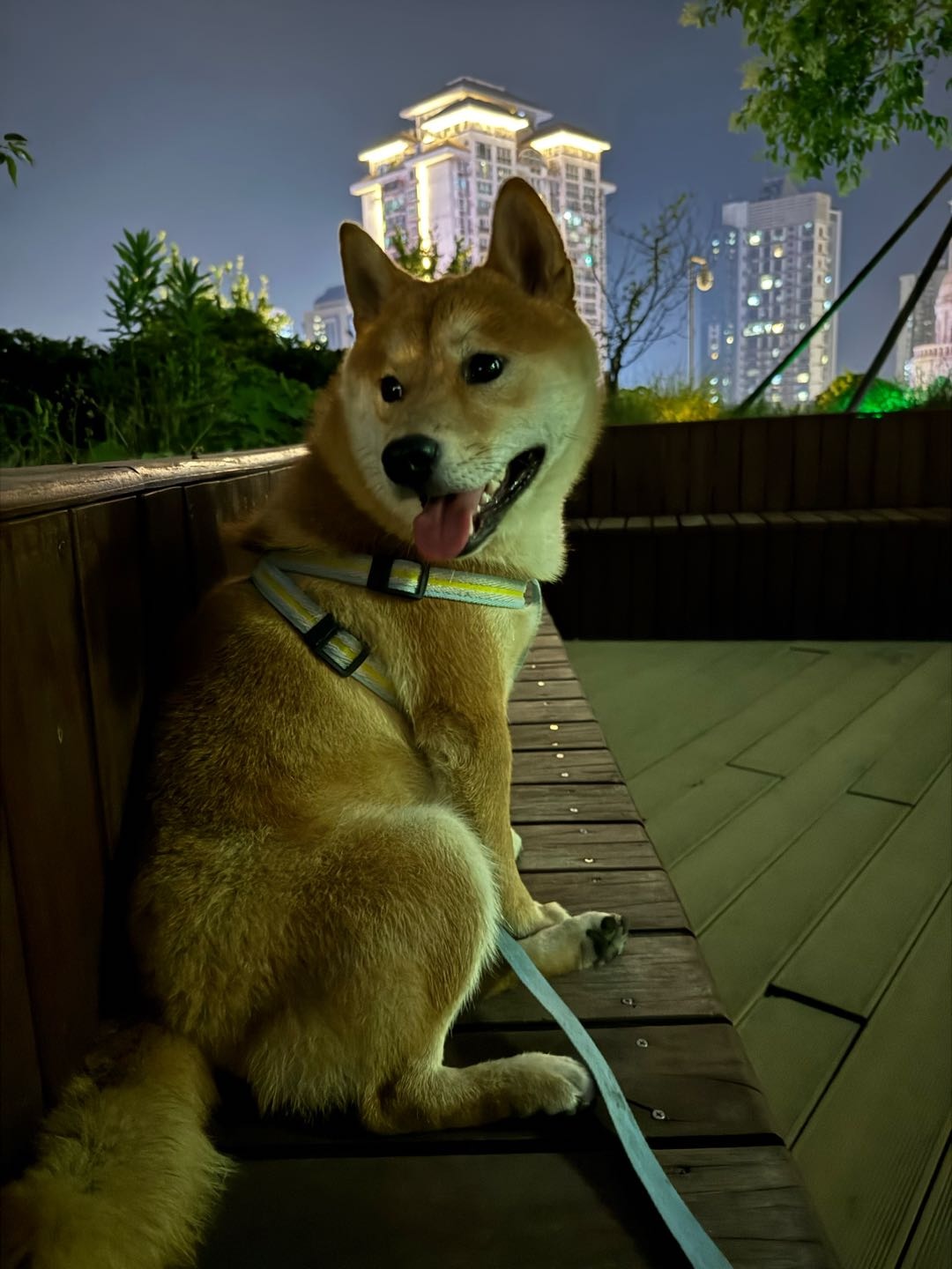 一岁多的小柴犬，不咬人不护食，亲人，原主人搬迁。希望找一个真心对狗狗好的！！！