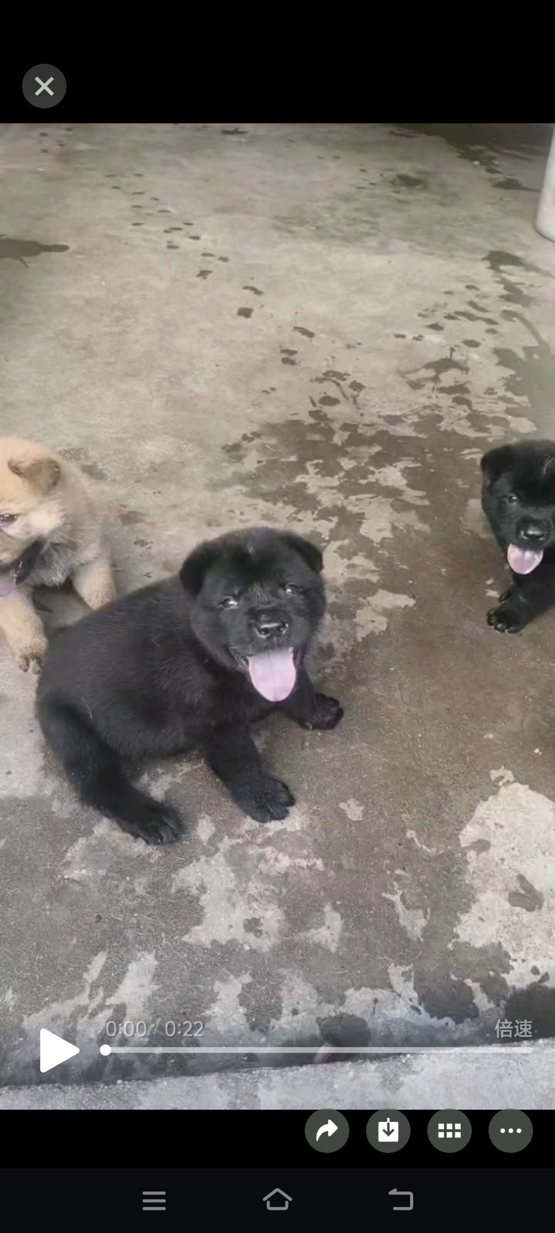 潮汕五黑犬金钱尾后代