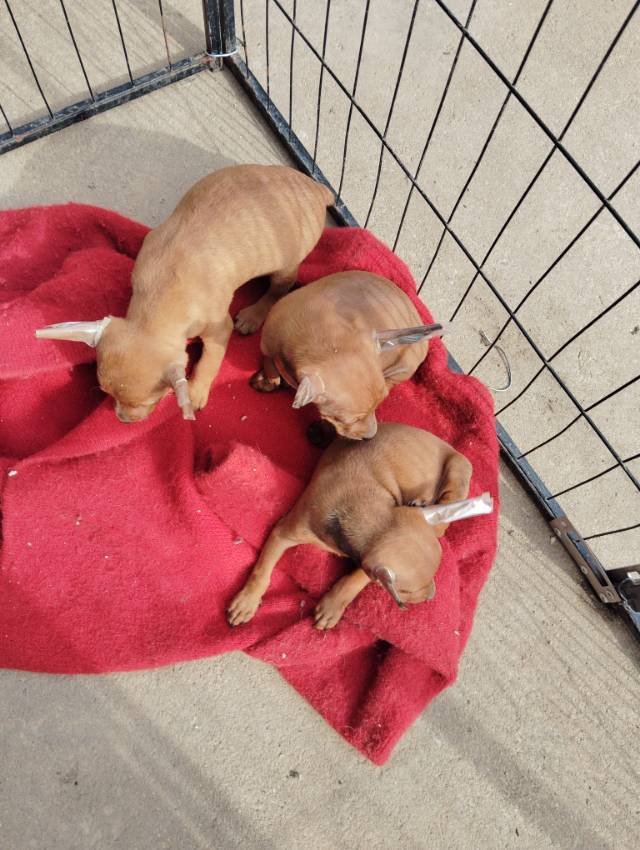 自己家繁殖的小鹿犬一个公三个月，打完疫苗了价格**0不包邮，喜欢的联系**55471097*