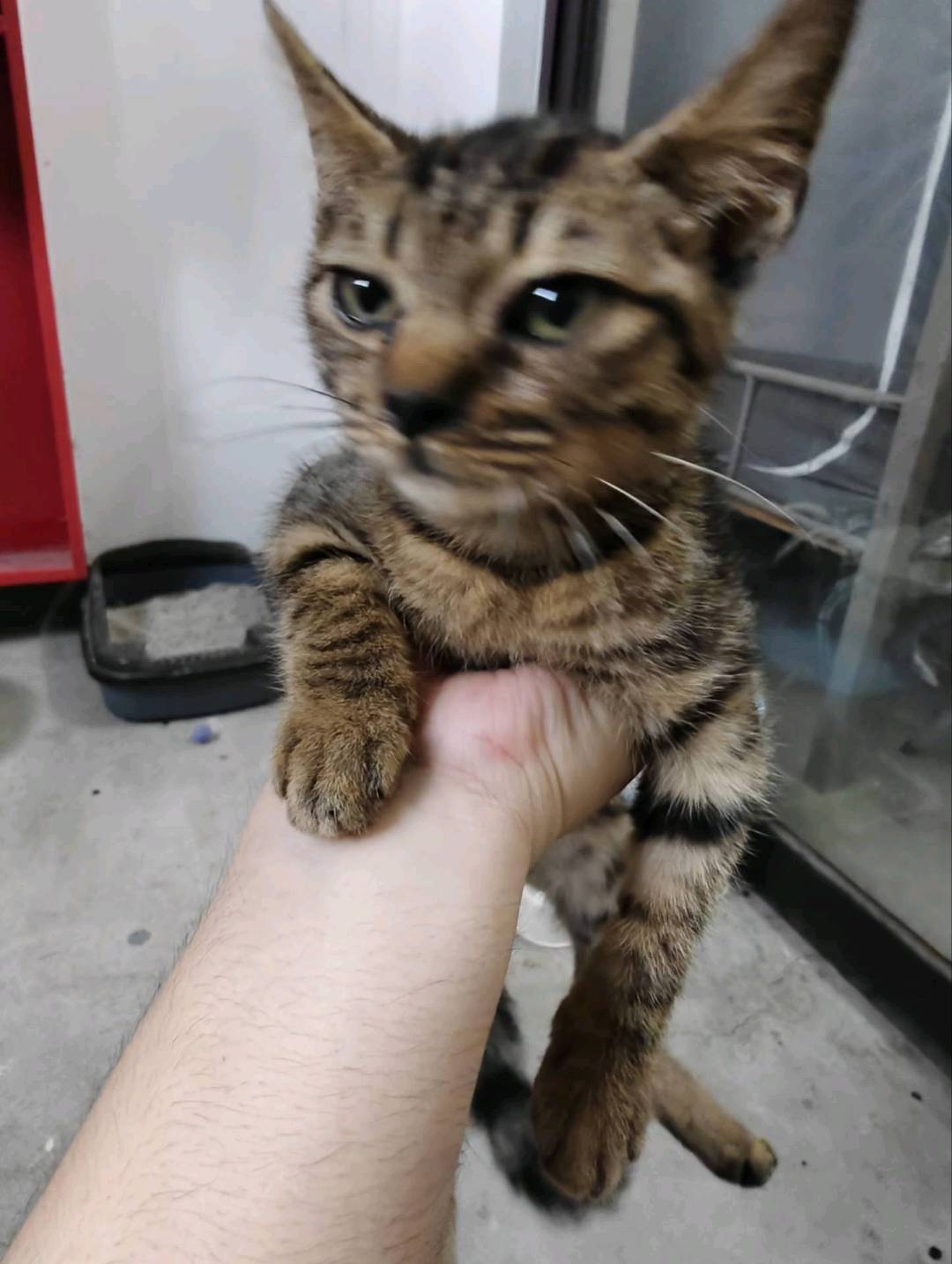 找领养，狸花猫两个月左右，毛色条纹清楚，性格活泼健康，可粘人也可不粘人，没有**疾病，会吃猫粮用猫砂，家养的，有喜欢猫的…
