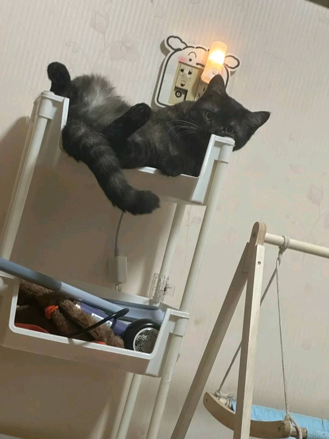 猫猫其它