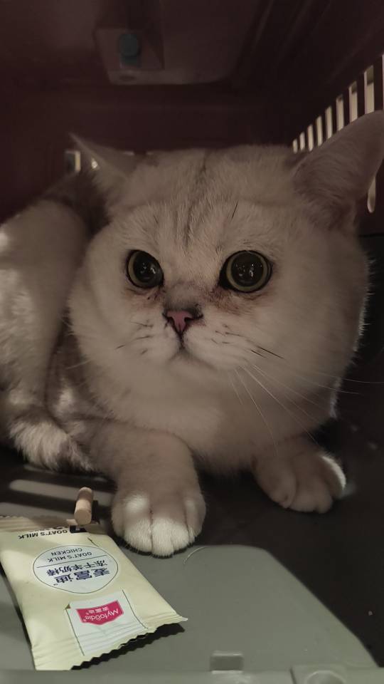 猫猫银渐层