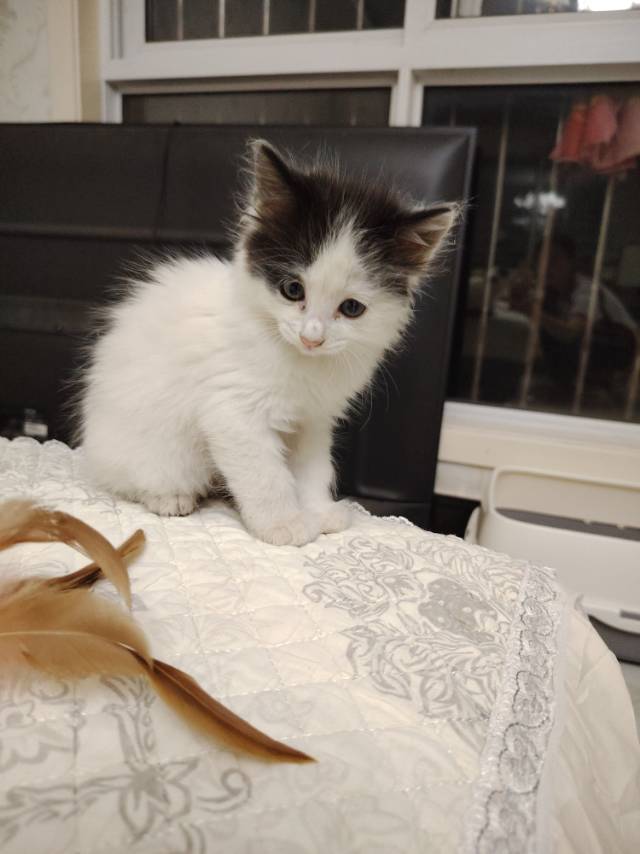 奶牛猫，两个月，没时间养，350带猫粮，猫砂盆，猫砂