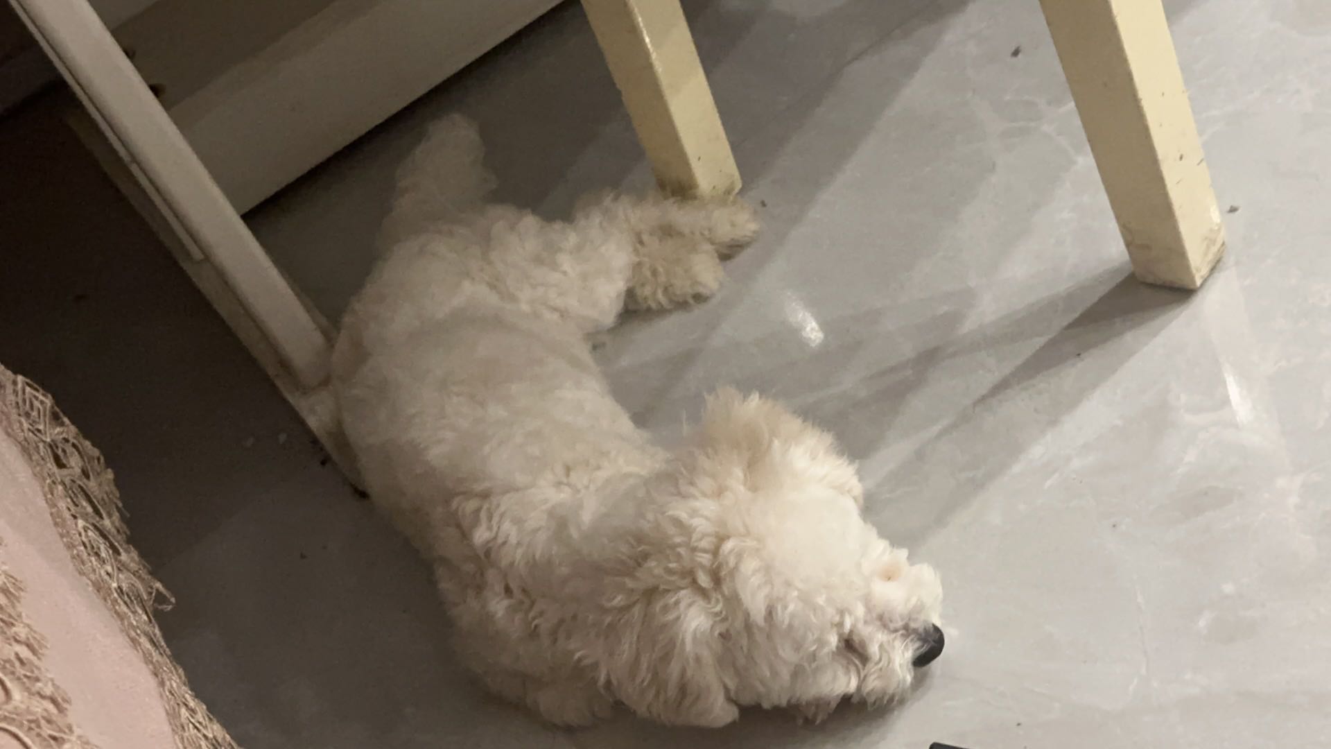 妙豆宠物长年接寄养(可以接送需要报销来回打车费)