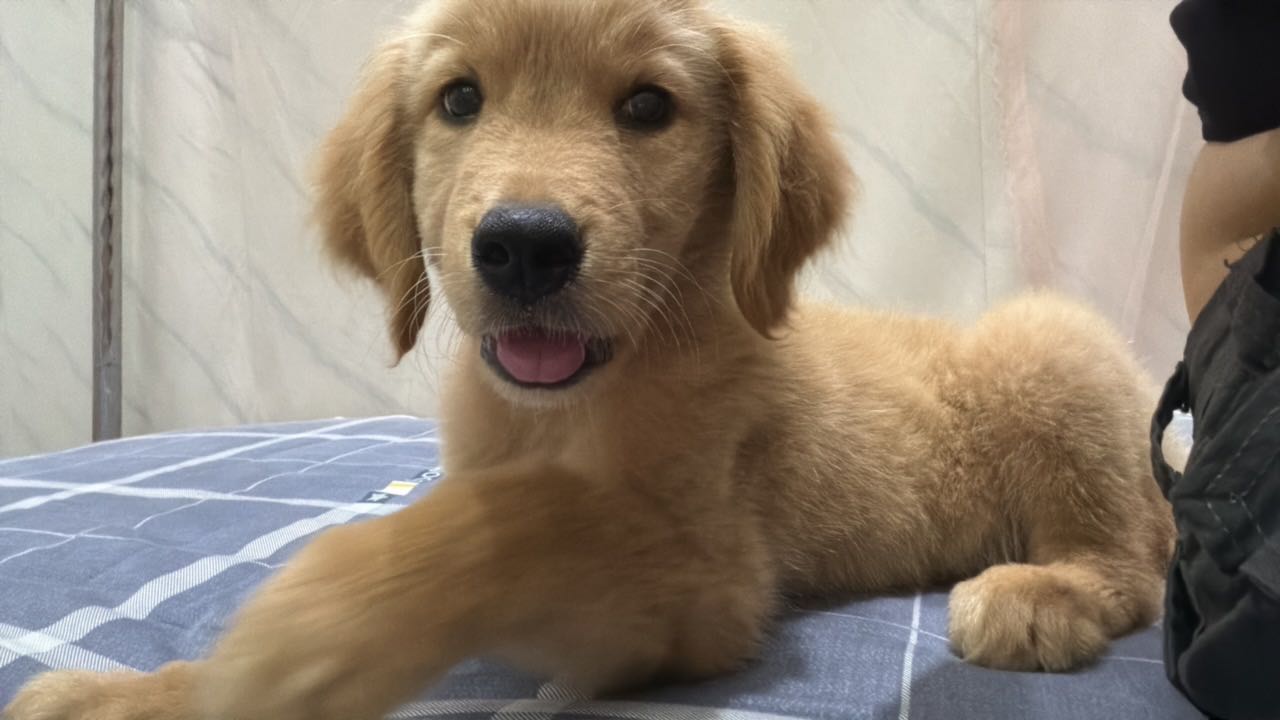 狗狗萌宠档案