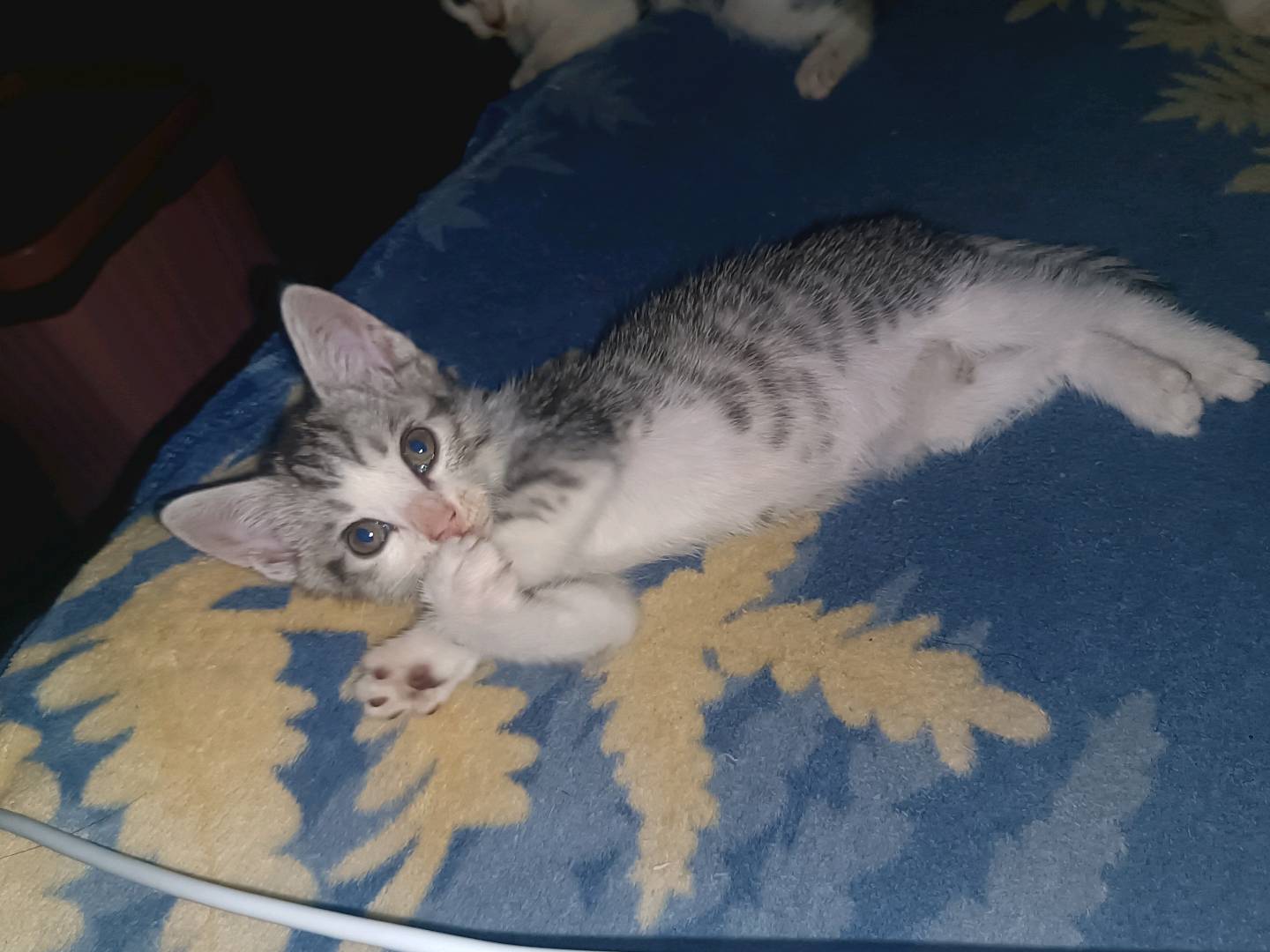 猫猫美国短毛猫