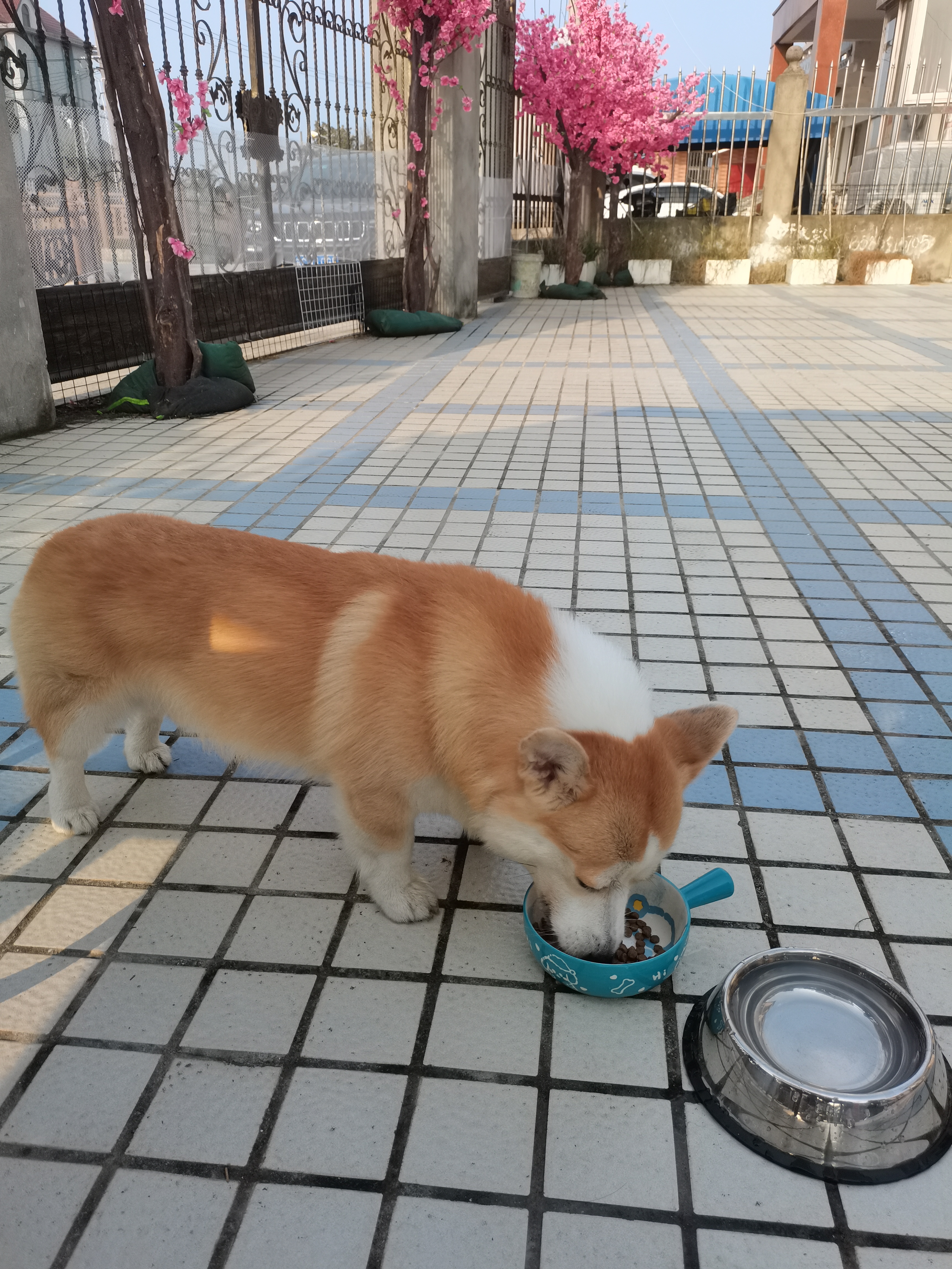 小型犬寄养,狗狗寄养,上海家庭式宠物寄养