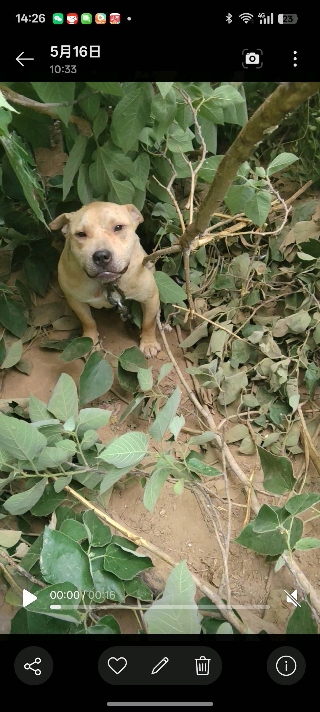 比特犬一岁多公狗，已开口