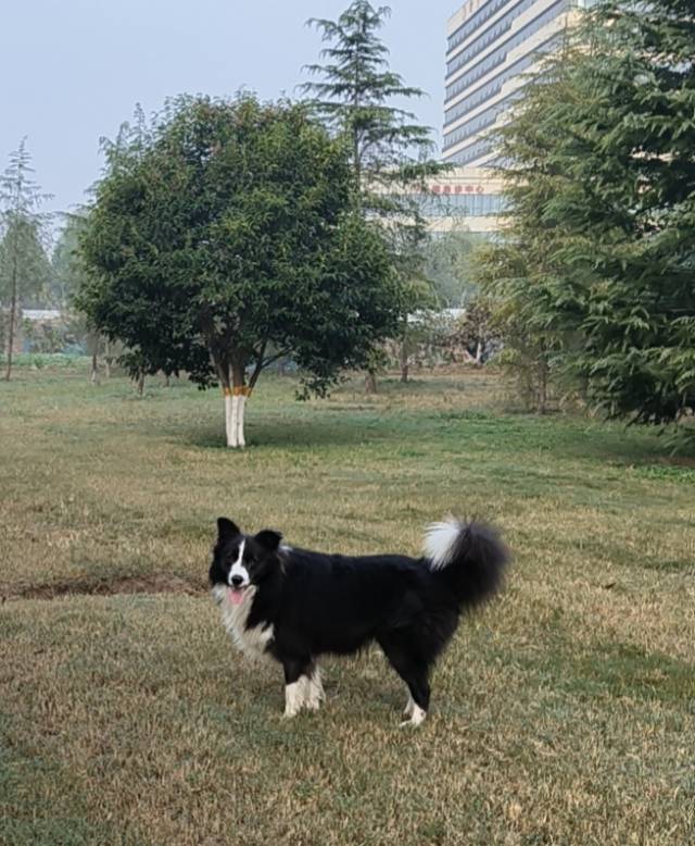 黑妞