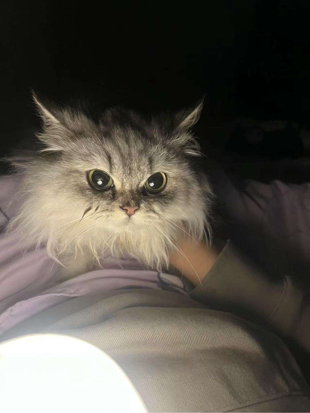 猫猫美国短毛猫