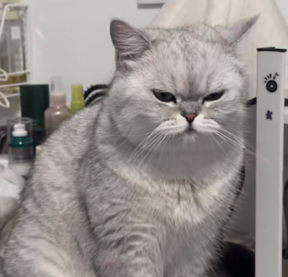 猫猫萌宠档案
