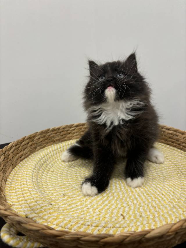 猫猫（英国短毛猫）