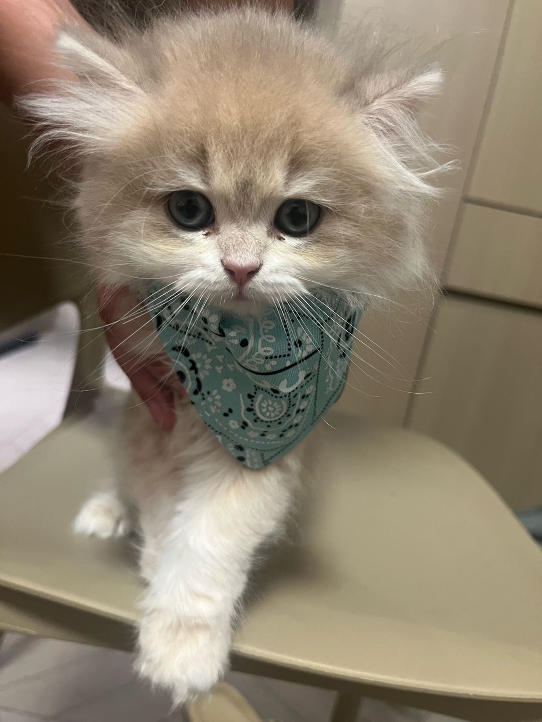 猫猫金渐层
