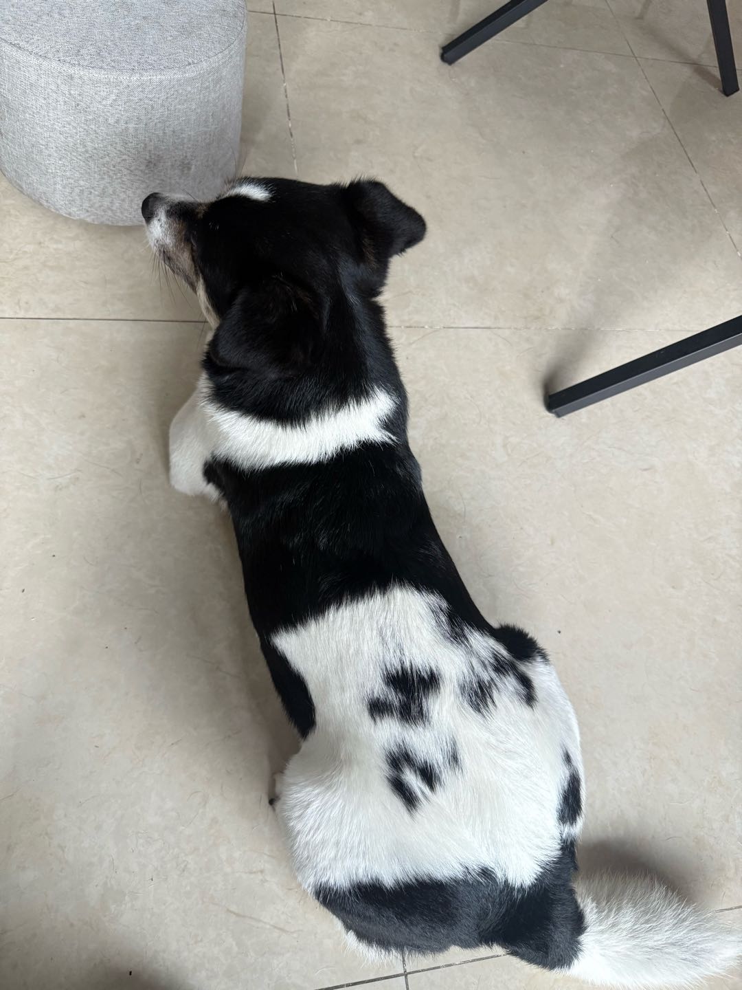 上门遛狗可滴滴