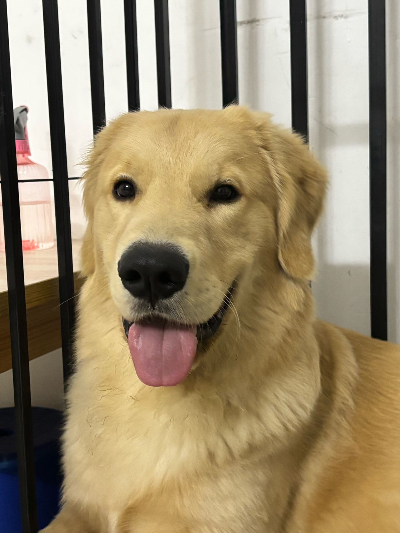 狗狗金毛犬