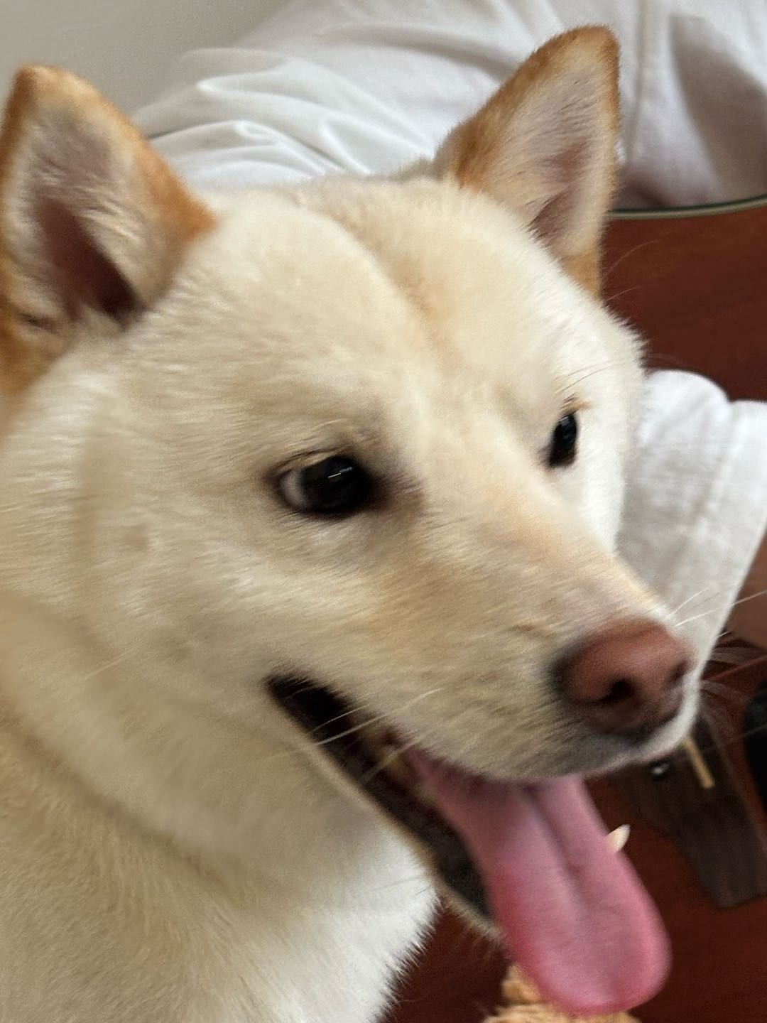 灯泡儿