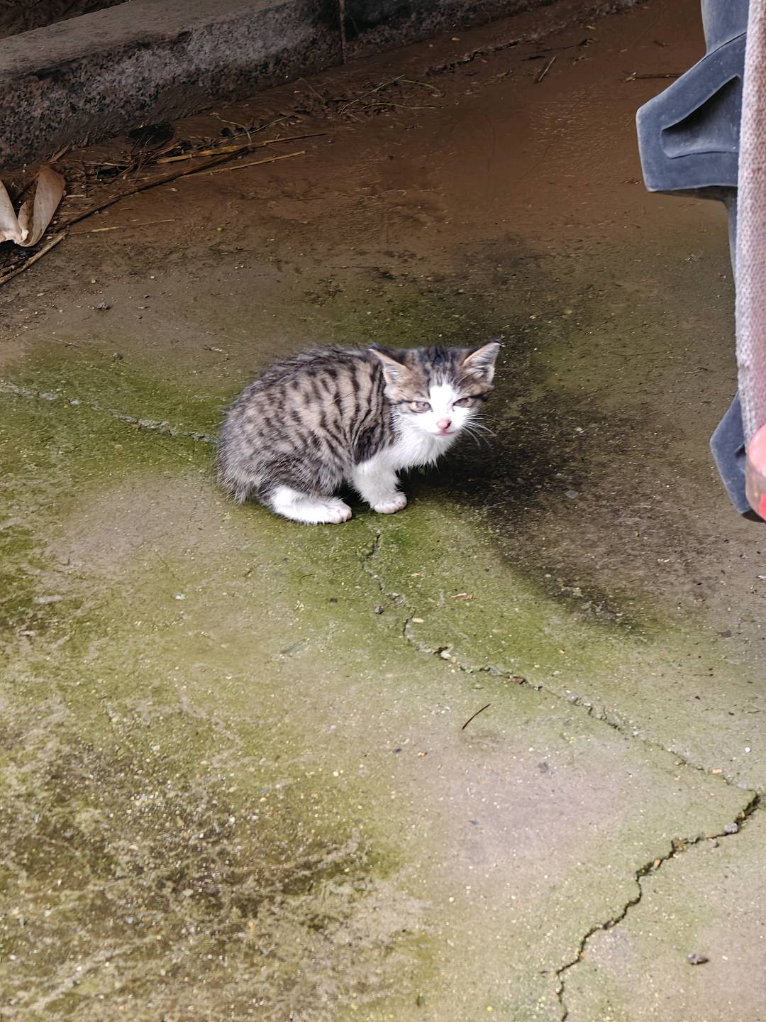 猫猫其它