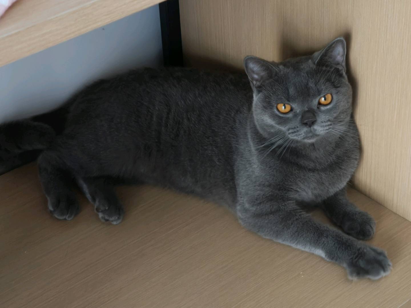 在金山 刚九月大蓝猫 7.8斤 已打三针疫苗 已驱虫 同城无偿送养！！本人要上班没时间照顾猫猫，有意私，着急送养！