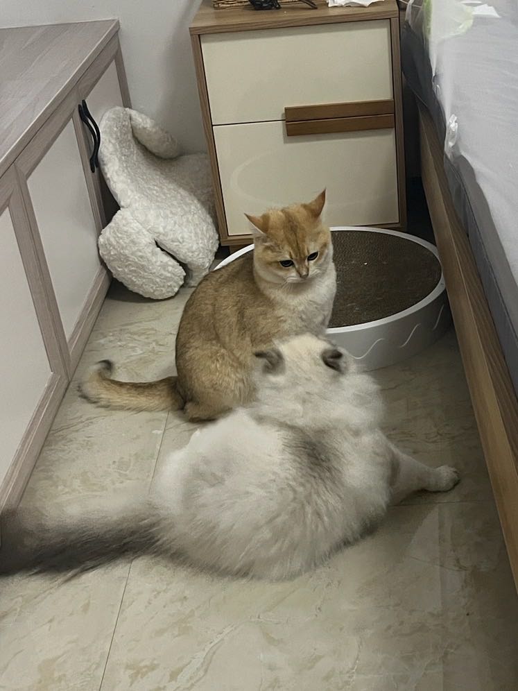 上门喂养！！猫咪喂养可遛狗！！地区：白云区石井街道潭村。