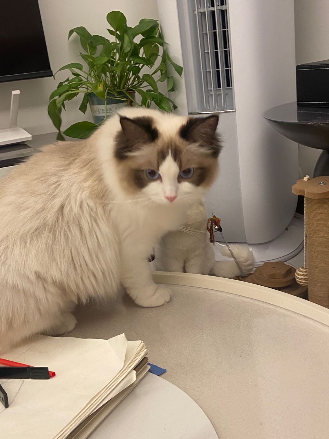 重庆大渡口上门喂猫