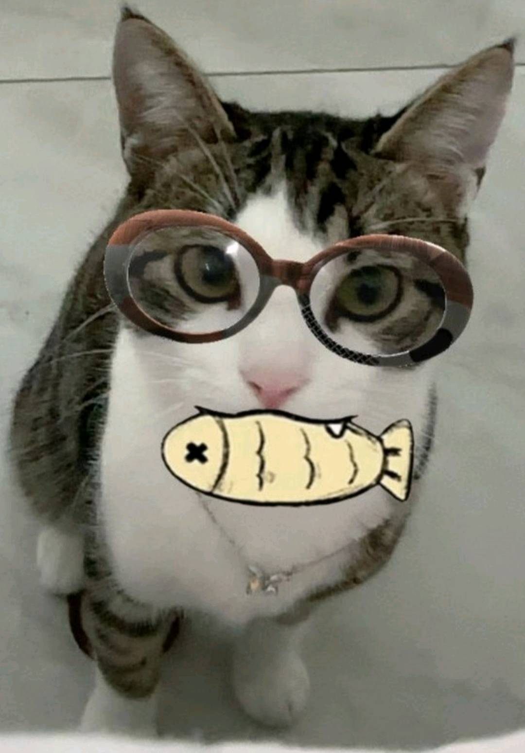 猫猫萌宠档案