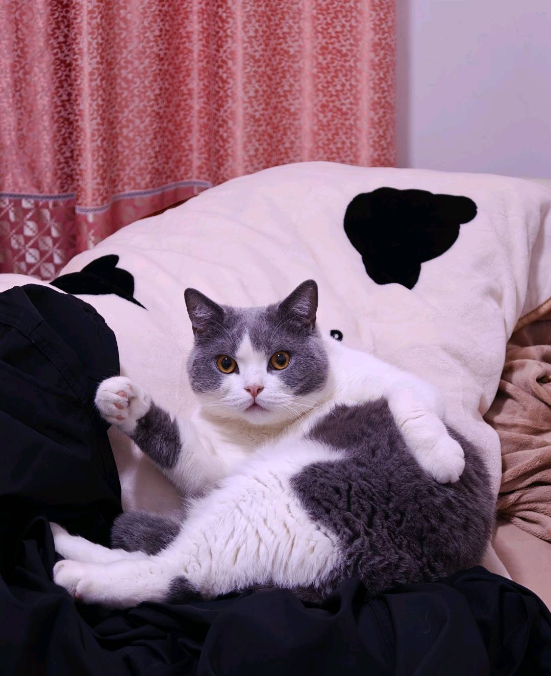 家庭式宠物寄养，可接小狗狗（不凶亲人不乱叫的）猫咪、兔子、仓鼠等小宠，不笼养不关小黑屋，猫咪*5一天，兔子*0一天，仓鼠10一天（猫咪，兔子，仓鼠需自己带笼子）