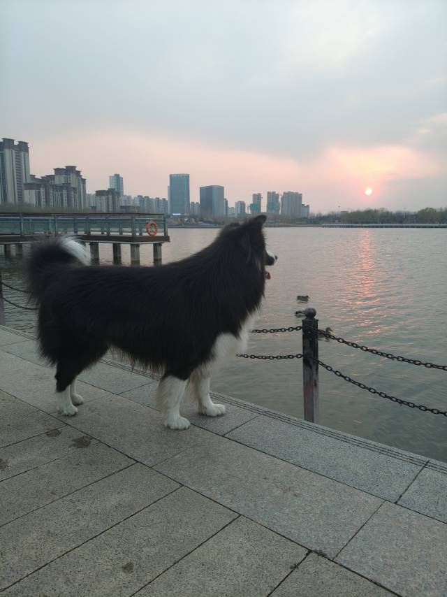 市区内可以代遛狗和代看管毛孩子，有不方便的家人们，放心寄存过来，对毛孩子来说有人关心和互动才是对它们最好的礼物哦！千万不要让它们自己孤独的在家等待和沉默。