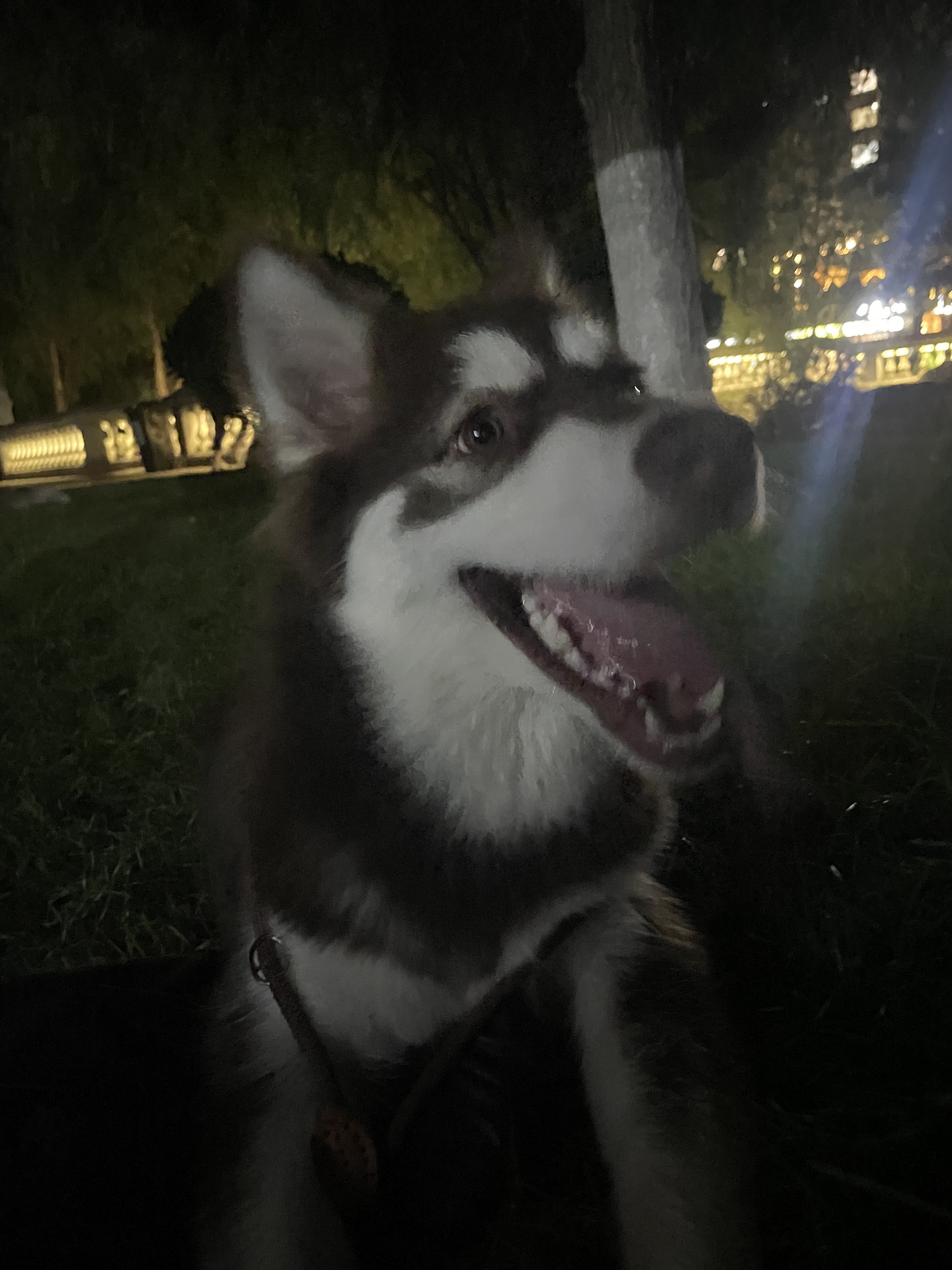 狗狗阿拉斯加雪橇犬