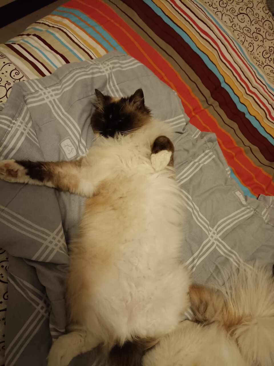 给布偶妹妹找个男友，猫咪马上要两岁了，最近时间又开始**起来了，配成功出生后可以任意挑一只抱走!