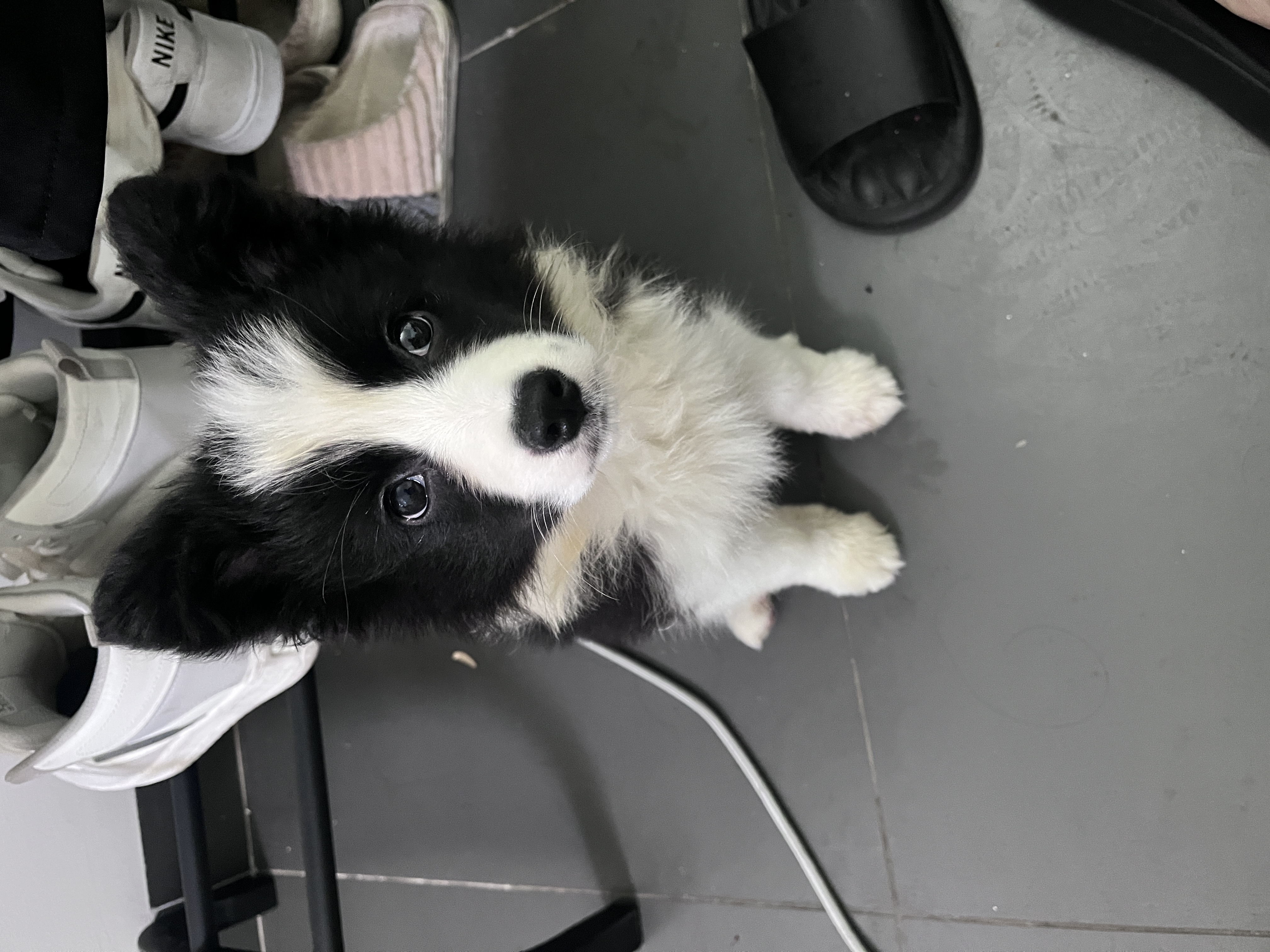 狗狗柯基犬