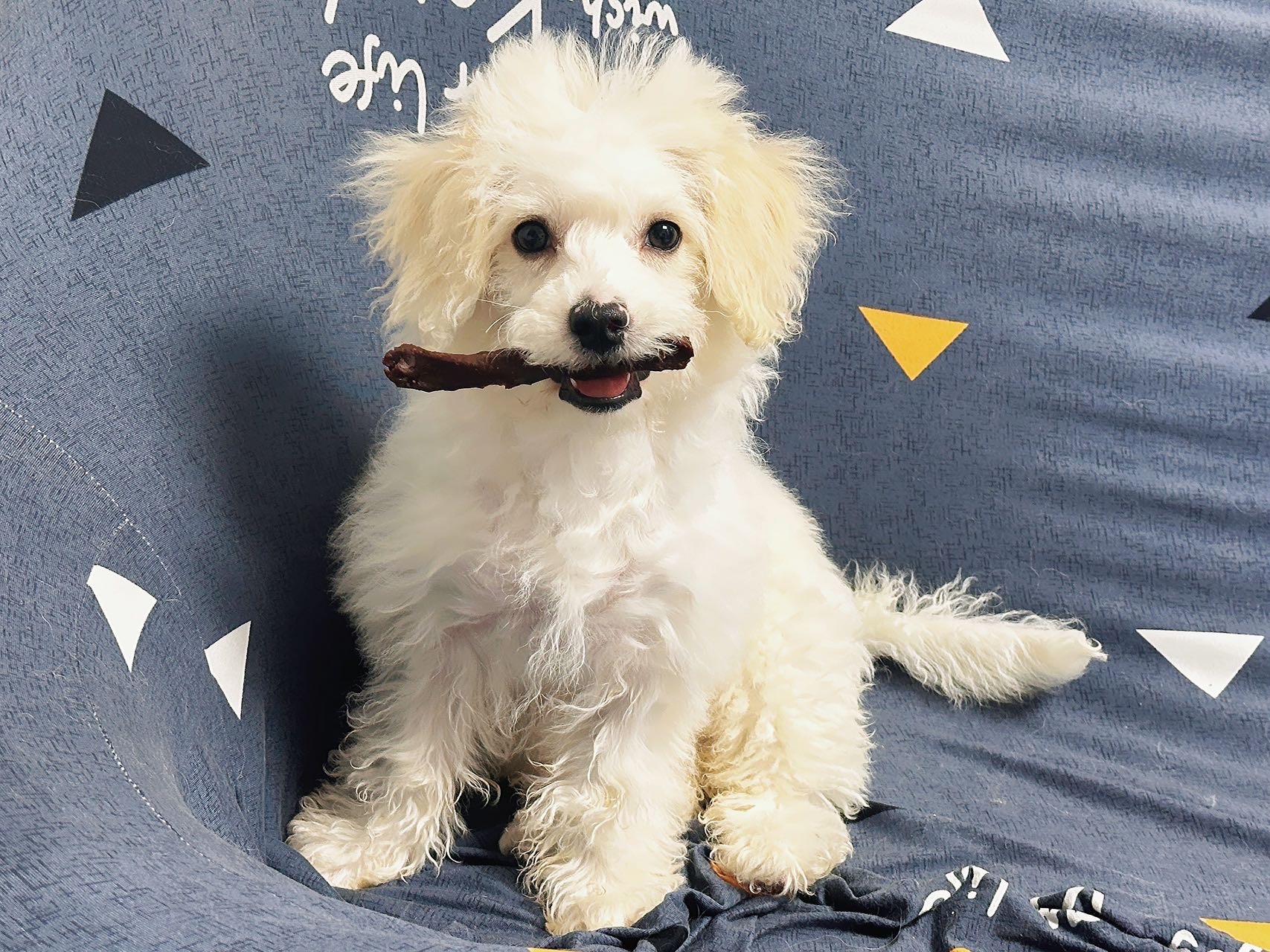 狗狗比熊犬
