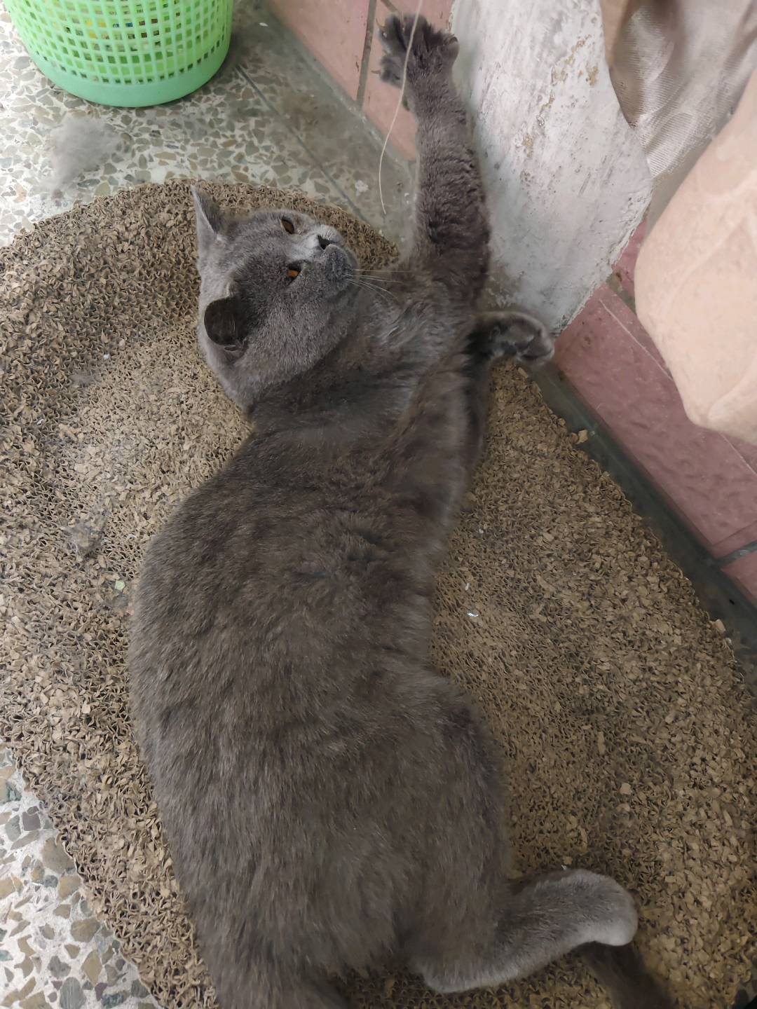 种猫公猫，因经常欺负母猫所以找个好心人领养
