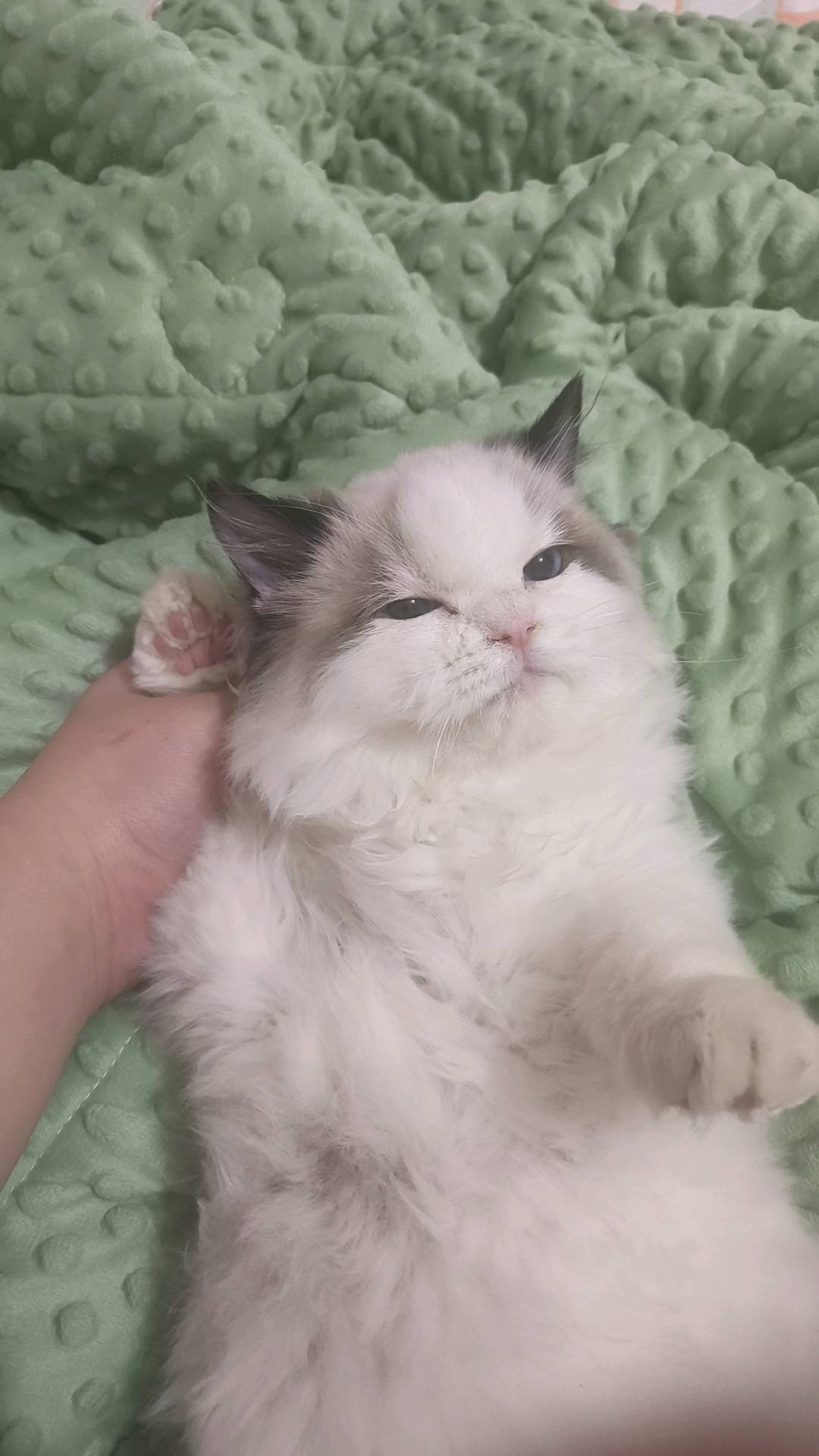 猫猫布偶猫