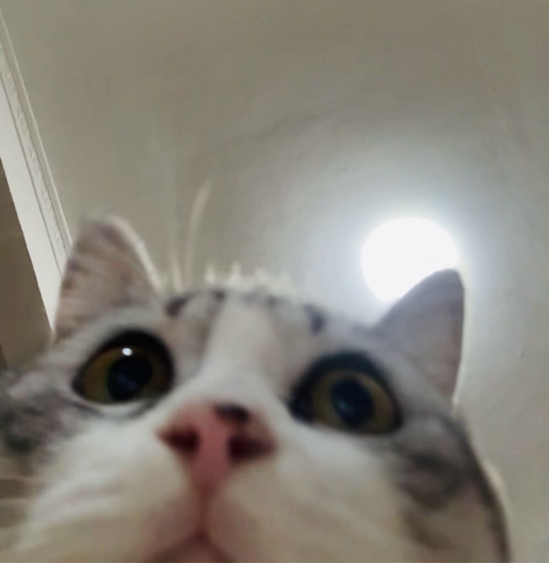 猫猫萌宠档案