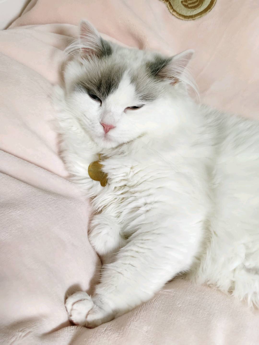 猫猫萌宠档案