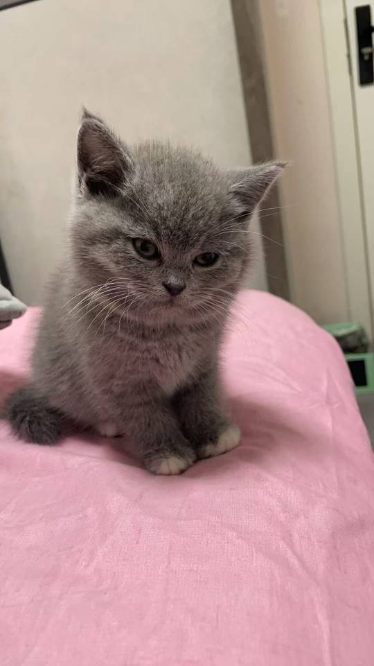 狗狗其它