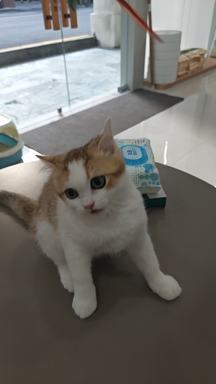 猫猫萌宠档案