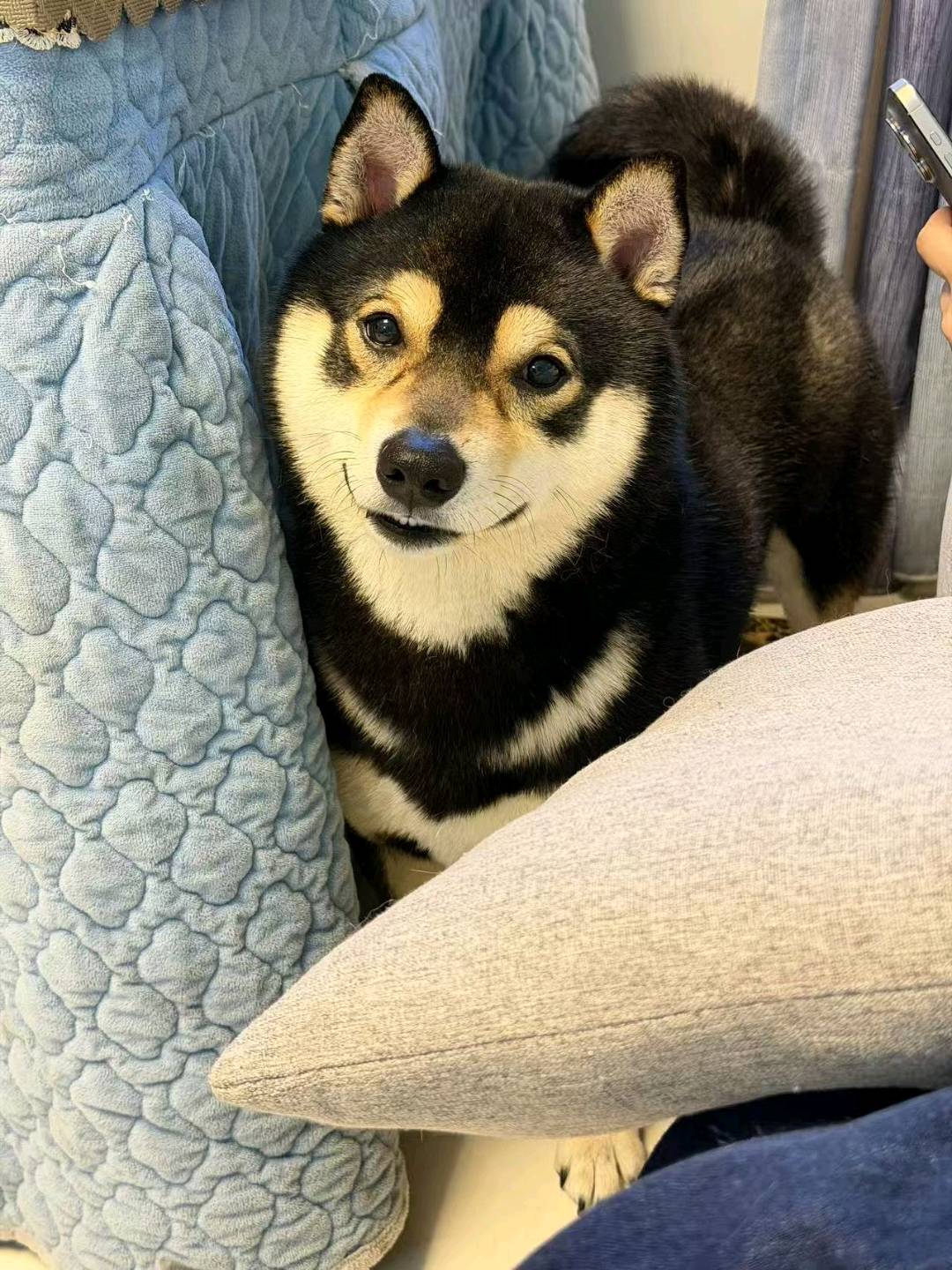 狗狗柴犬