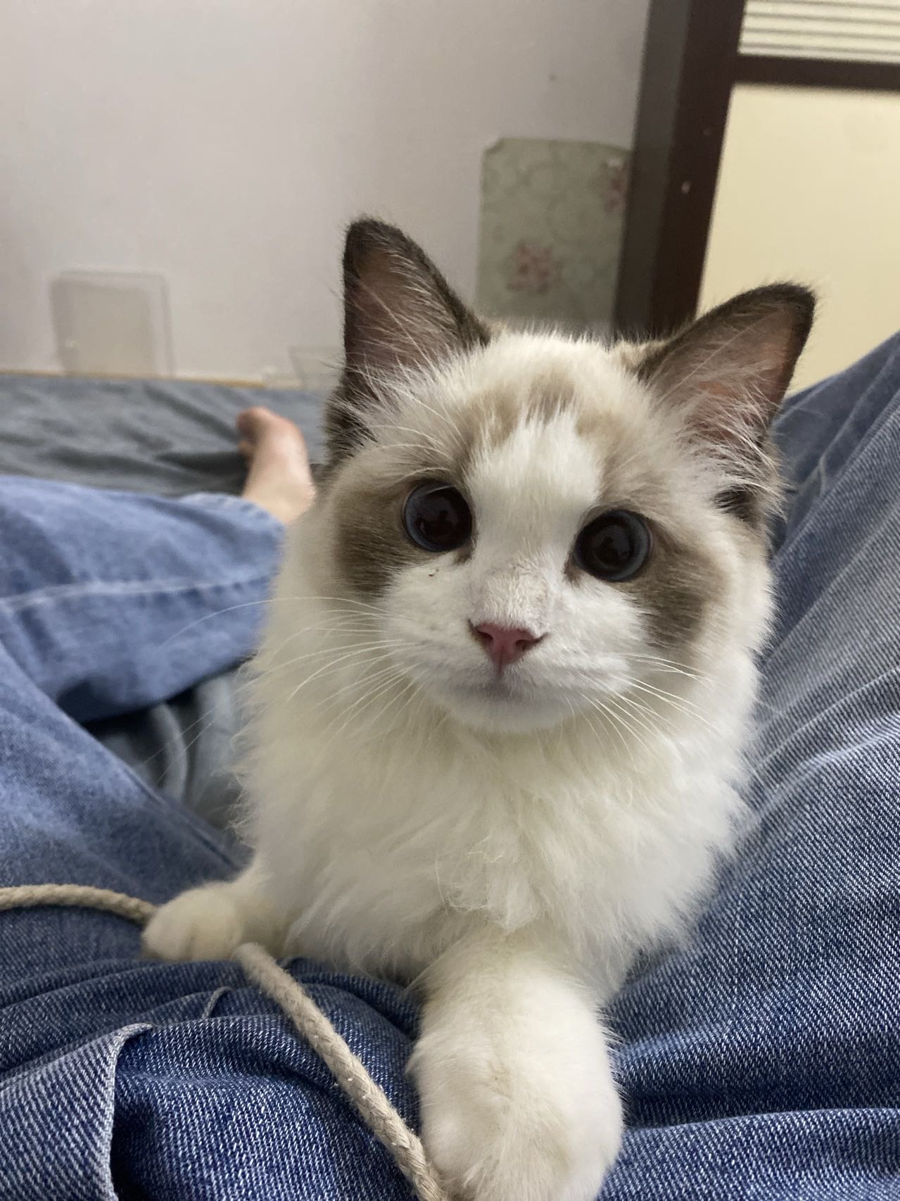 猫猫布偶猫