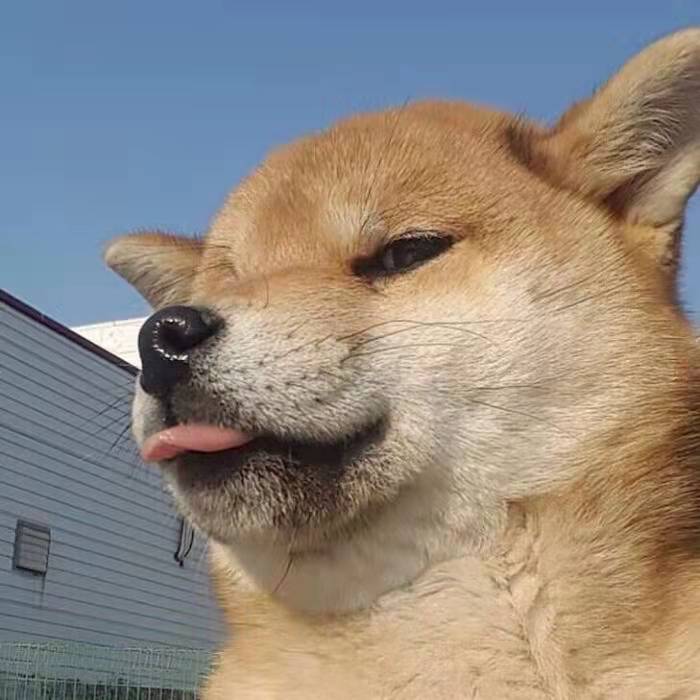 狗子
